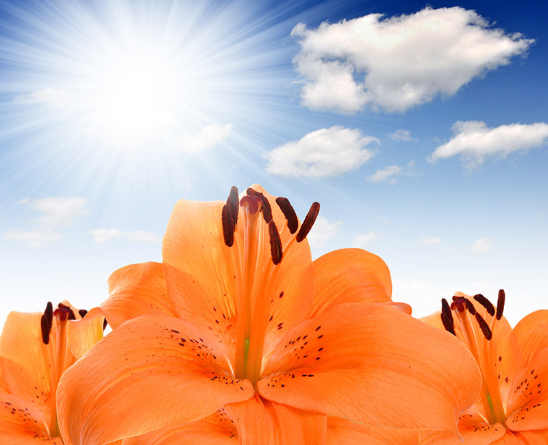 flowers Tulips
