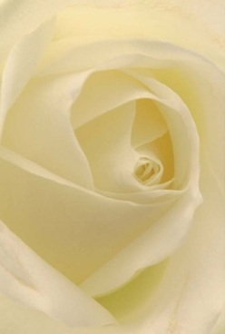 This intimate composition reveals the very soul of a rose, each layered petal swirling inward in perfect harmony-a local signature from a florist nestled in Wanstead's thriving community. The petals themselves are luminous, veiling one another with vanilla and soft cream hues that catch the faintest touch of diffused sunlight, similar to the warm early morning glow over George Green. The velvety surface invites the fingertips to explore, while barely-there shadows enhance the intricate folds, adding a hypnotic depth to the bloom. There's a feeling of calm anticipation, as though the arrangement promises quiet celebration or offers a heartfelt tribute in times of remembrance. Subtle scents linger in the imagination: a whisper of sweetness, gentle and comforting, much like the sense of belonging one feels in Wanstead's welcoming streets. Every detail of this rose speaks to the timeless artistry and care that local florists bring, making it an ideal choice for marking anniversaries, expressing sympathy, or simply reminding someone they are valued. The enduring elegance of this floral arrangement transforms any space with its understated beauty and grace.